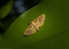 Conogethes haemactalis