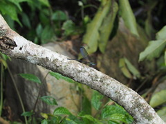 Psolodesmus mandarinus dorothea