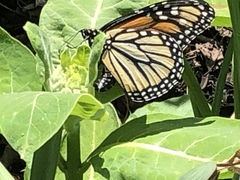 Danaus plexippus