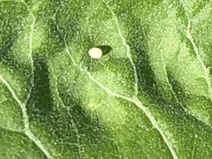 Danaus plexippus