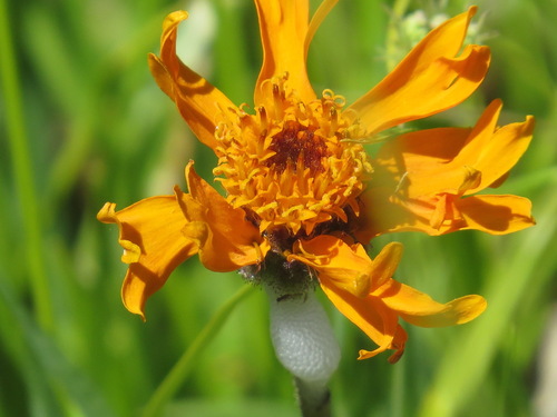 Image of Raillardella pringlei by (c) Garth Harwood, some rights reserved (CC BY)