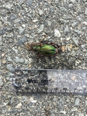 Carabus auratus