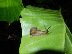 Helicarionoidea