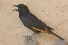 Onychognathus tristramii
