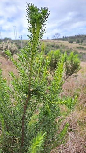 Image of Baccharis linearis by (c) Matías, some rights reserved (CC BY)