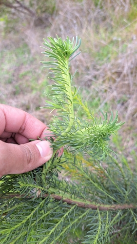 Image of Baccharis linearis by (c) Matías, some rights reserved (CC BY)