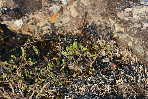 Image of Heath Stonecrop by (c) Tony Rebelo, some rights reserved (CC BY-SA)