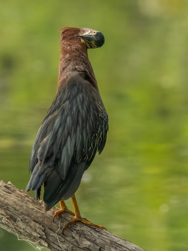 Green Heron (Butorides virescens), a species recorded in Delaware