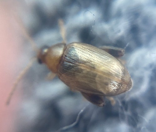 Psylliodes marcida