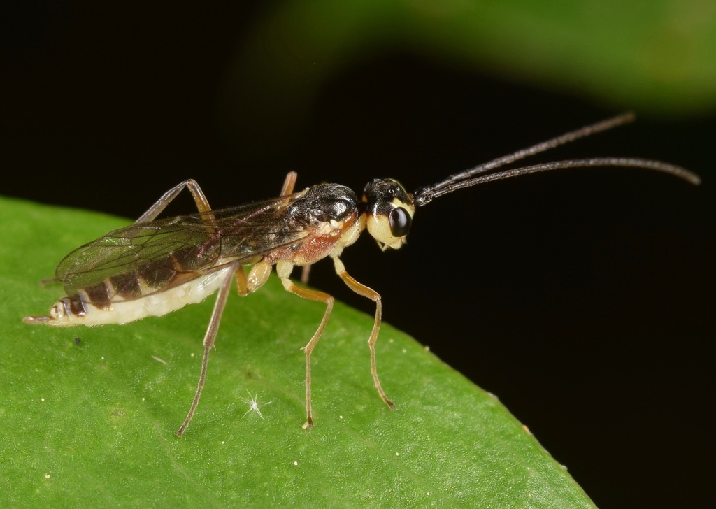 Hercus fontinalis