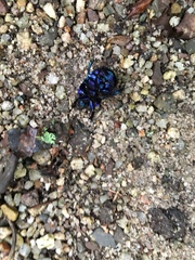 Anoplotrupes stercorosus