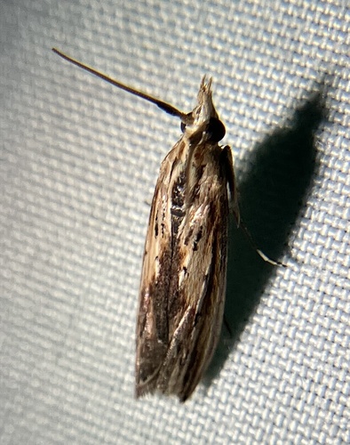 Ancylostomia stercorea photo 5