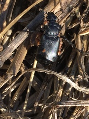 Nicrophorus guttula