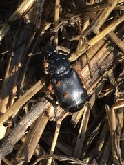 Nicrophorus guttula