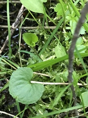 Viola renifolia