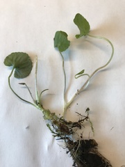 Viola renifolia