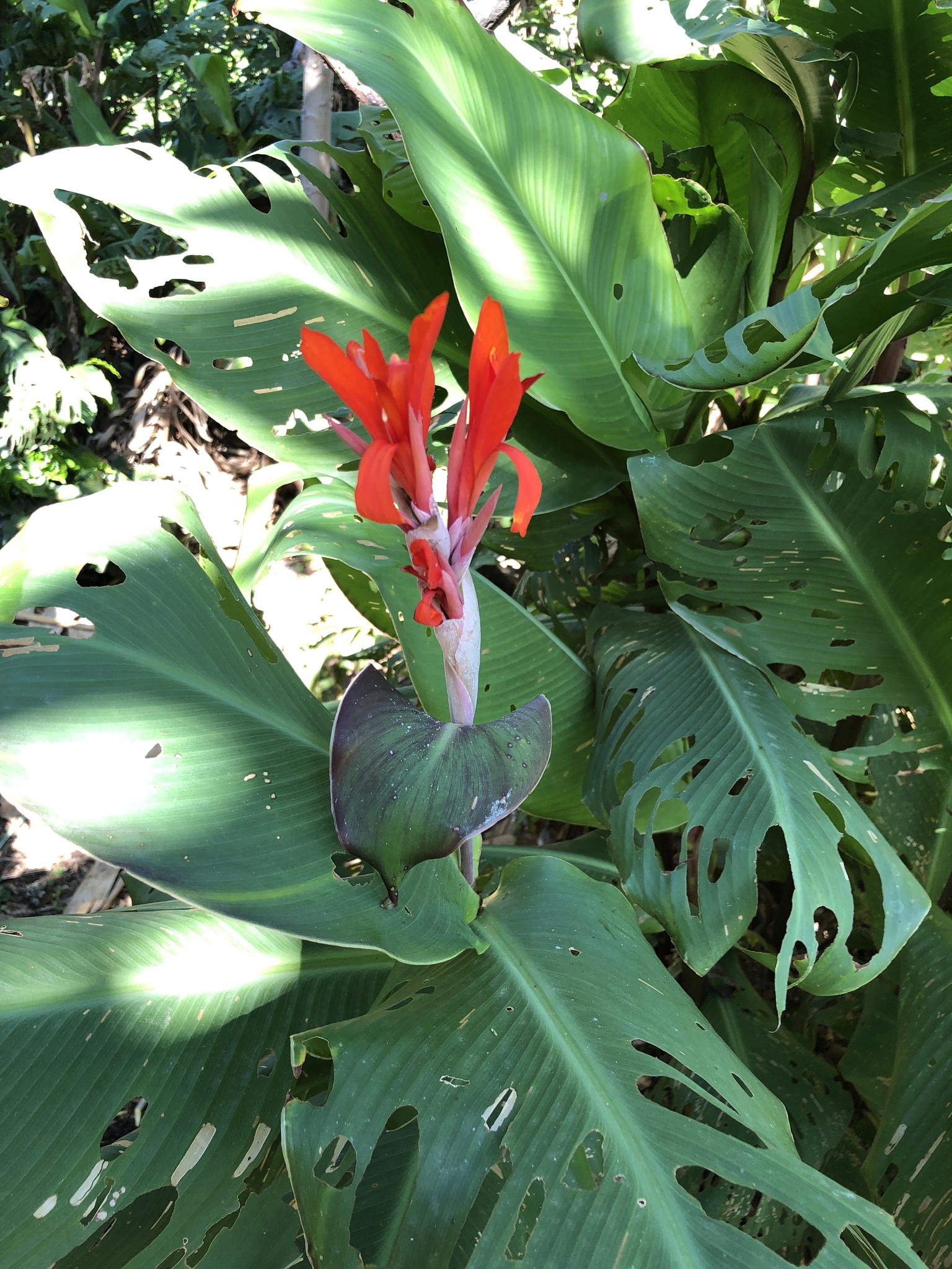 Canna indica image