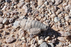 Trachypetrella anderssonii