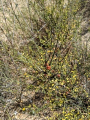 Adolphia californica