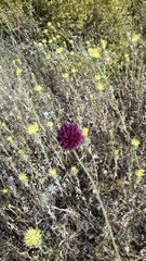 Allium sphaerocephalon