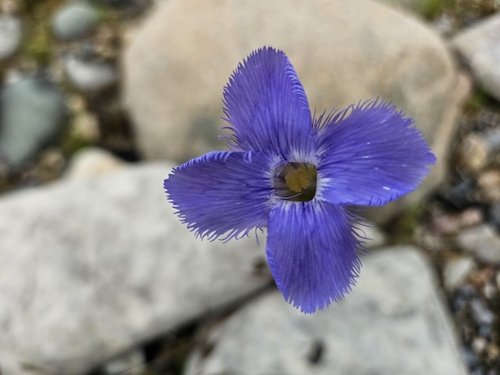 Image of Gentianopsis virgata by (c) Robert Stegmann, some rights reserved (CC BY)