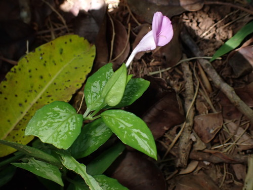 Image of Dye Foldwing (Dicliptera tinctoria) by (c) W Rao, some rights reserved (CC BY)