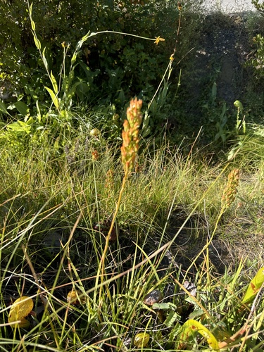 Image of Narthecium californicum by (c) Rob Santry, some rights reserved (CC BY)