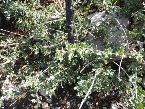 Image of Quercus intricata by (c) Leticia Jiménez Hernández, some rights reserved (CC BY-SA)