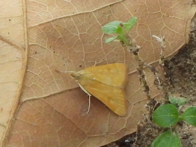 Garden Webworm Moth