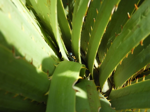 Thrincopyge alacris