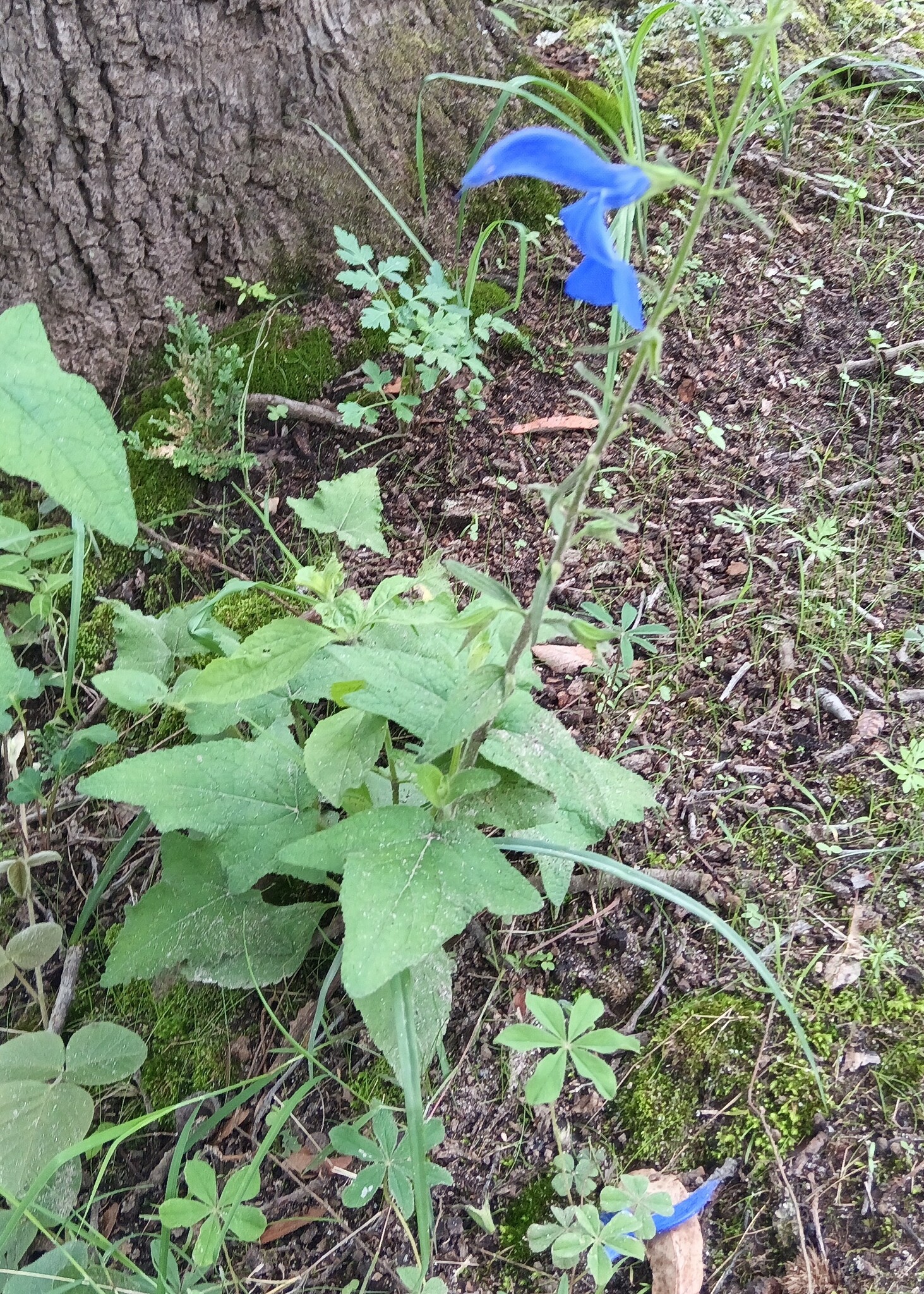 Imagem de Sálvia-azul