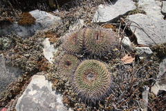 Mammillaria gigantea