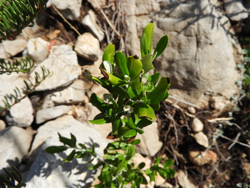 Image of Nahuatlea hypoleuca by (c) Leticia Jiménez Hernández, some rights reserved (CC BY-SA)