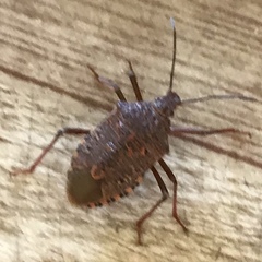 Apodiphus integriceps