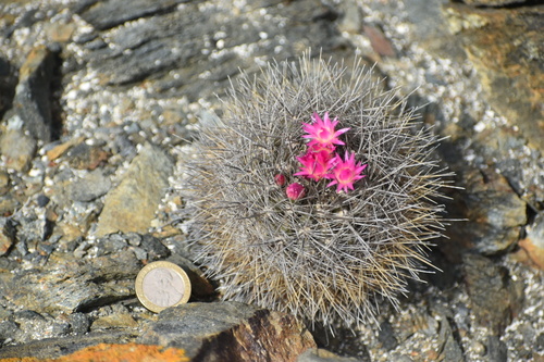 Eriosyce wagenknechtii