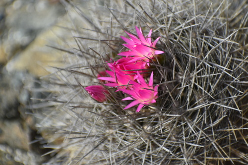 Eriosyce wagenknechtii