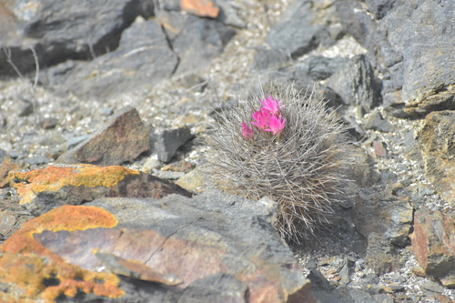 Eriosyce wagenknechtii