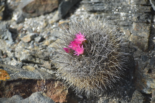 Eriosyce wagenknechtii