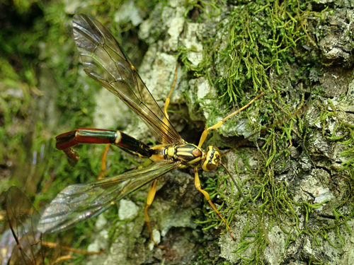 Greene's Giant Ichneumonid Wasp photo 4
