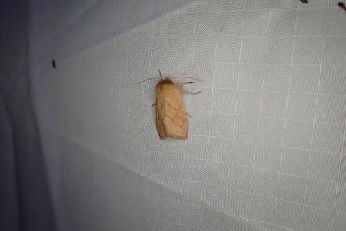 V-lined Quaker photo 3