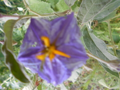 Solanum elaeagnifolium