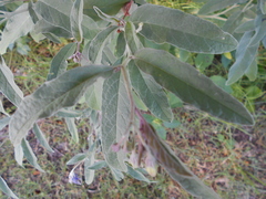 Solanum elaeagnifolium