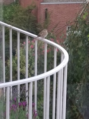 Passer domesticus