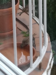 Passer domesticus