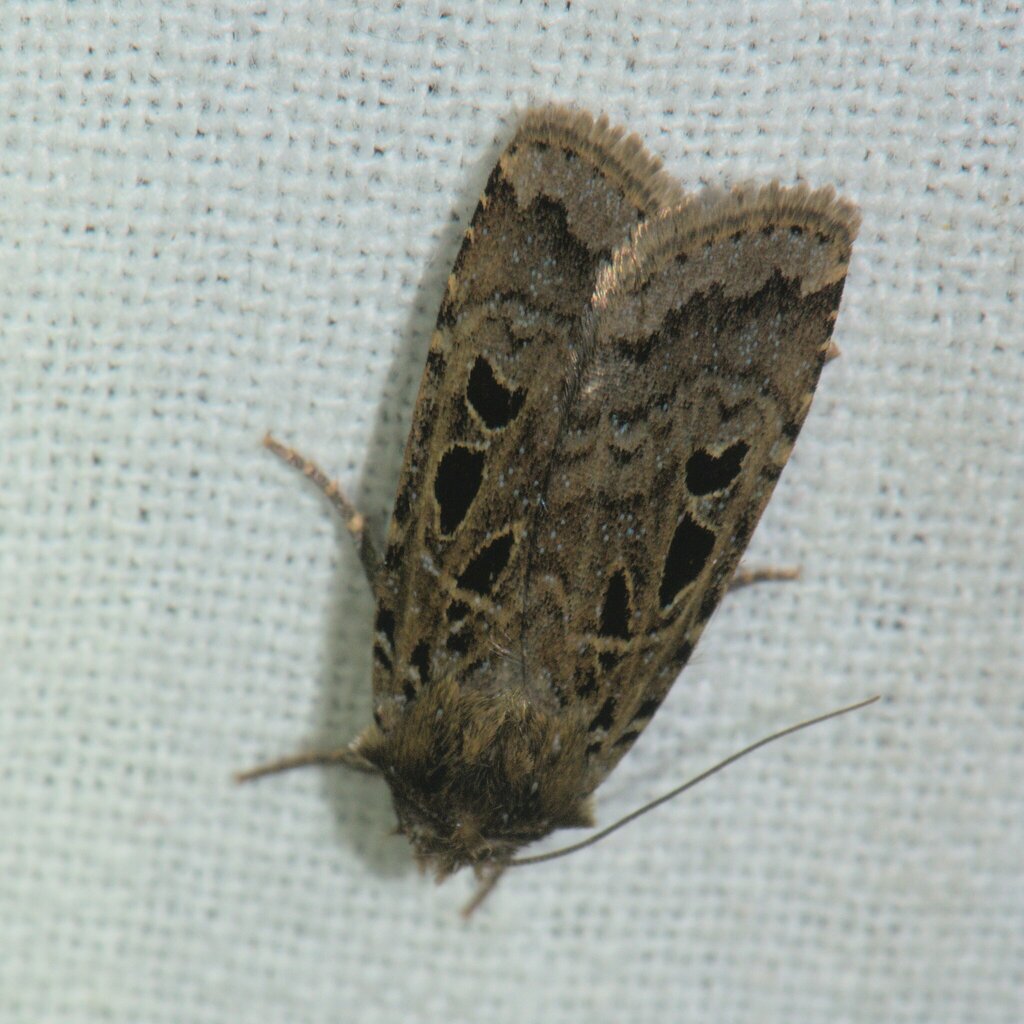Hermonassa stigmatica