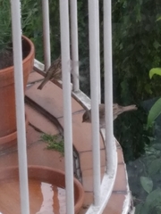Passer domesticus
