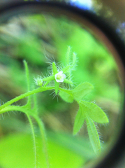 Nemophila breviflora