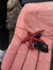 Henricia leviuscula
