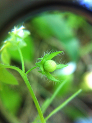 Nemophila breviflora