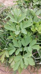 Peucedanum japonicum